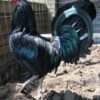 Minorca laying hens for sale – large white egg layers