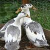 Magpie Ducks for sale