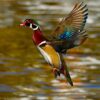 Wood Ducks