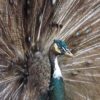 Opal fowl - Image 5