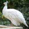 White Peafowl