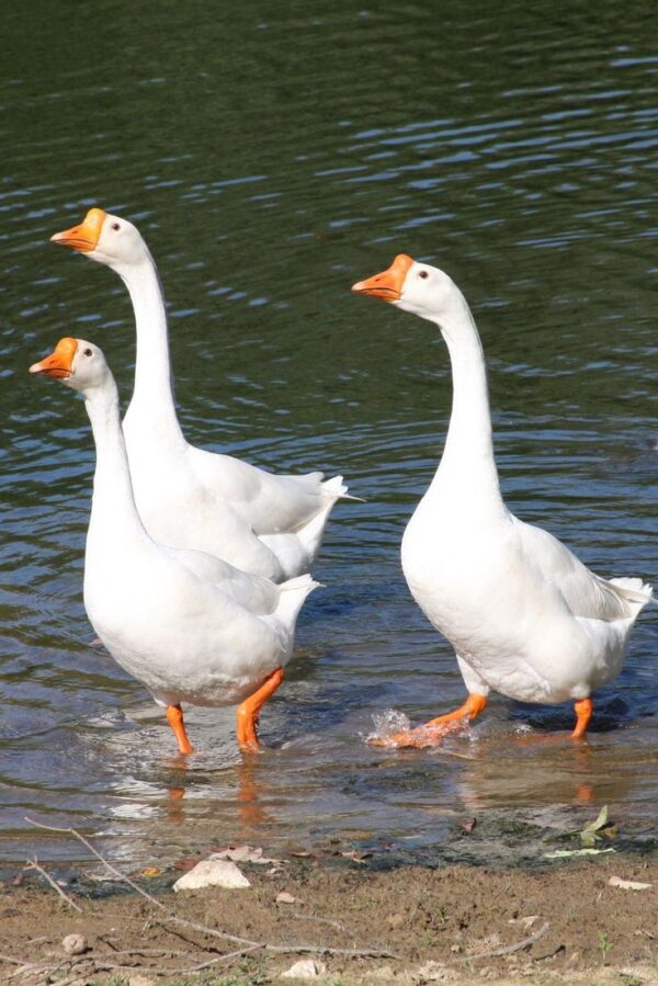 Chinese Geese - Image 6
