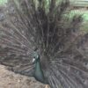 Bronze Peafowl - Image 5