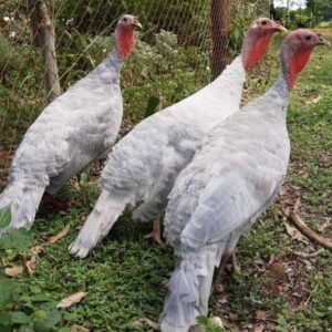 Blue Slate Turkeys