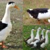 Magpie Ducks for sale