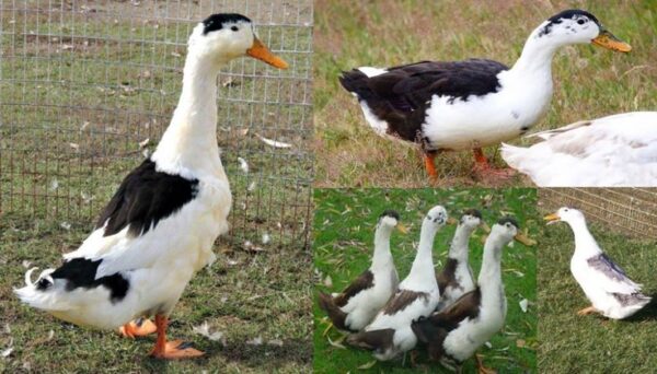 Magpie Ducks for sale