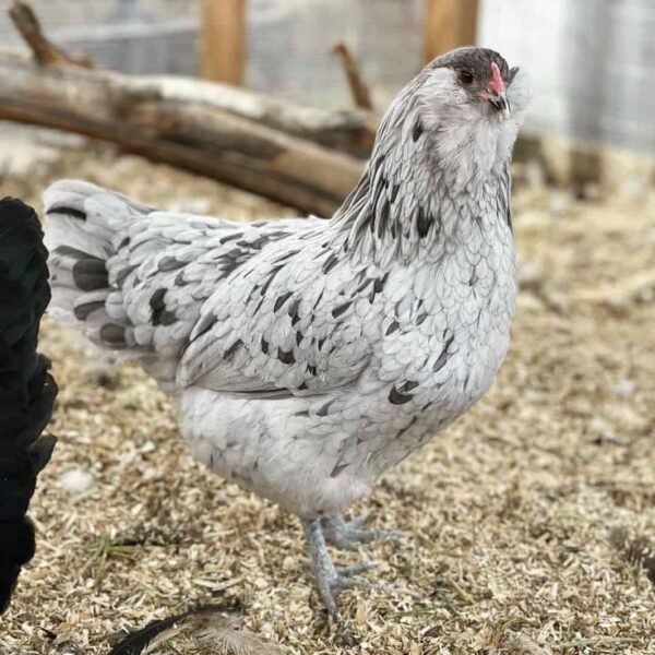 Ameraucana - Image 4