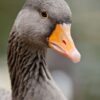 Greylag - Image 6