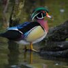 Wood Ducks