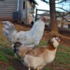 Araucana - Image 4