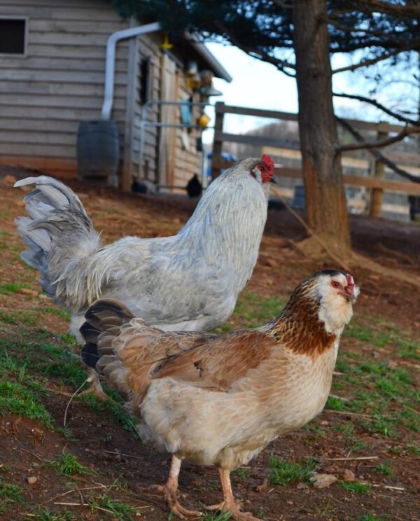 Araucana - Image 4