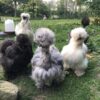 Silkie - Image 6
