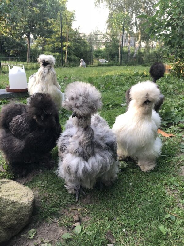 Silkie - Image 6