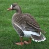 Elizabeth Duck