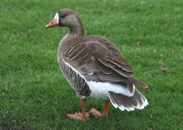 Elizabeth Duck