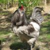 Araucana - Image 5