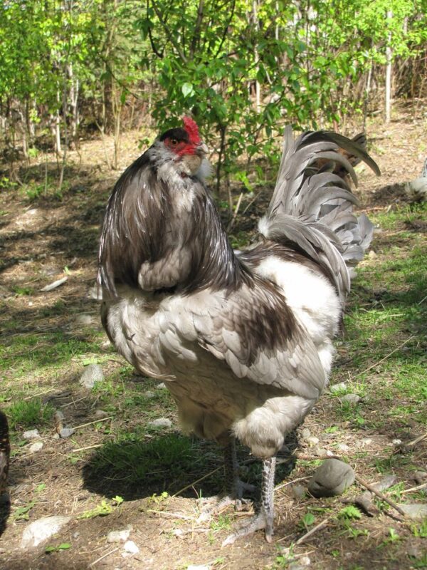 Araucana - Image 5