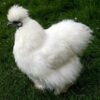 Silkie - Image 7
