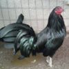 Minorca laying hens for sale – large white egg layers