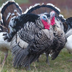 Narragansett Turkeys