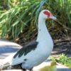 Elizabeth Duck
