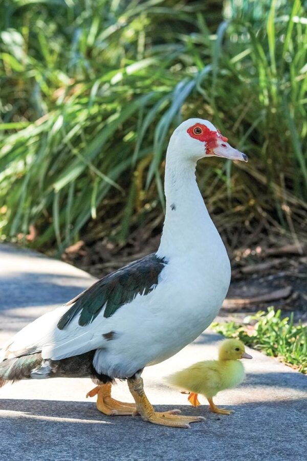Elizabeth Duck
