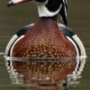 Wood Ducks