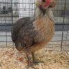 Araucana - Image 6