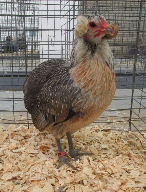 Araucana - Image 6