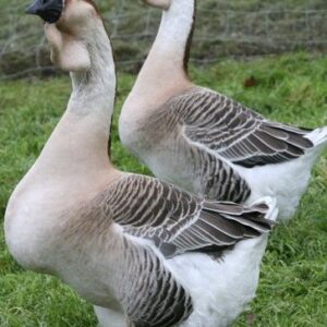 African Gander Geese