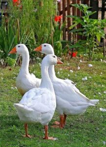 Roman Tufted Geese