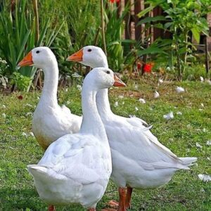 Roman Tufted Geese