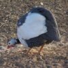 Pied Guinea Fowl