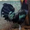 Minorca laying hens for sale – large white egg layers
