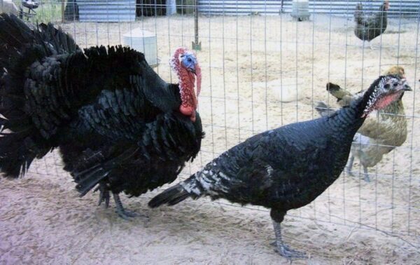 Buy Norfolk Black