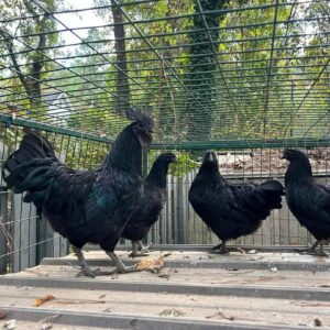Ayam Cemani Chicken