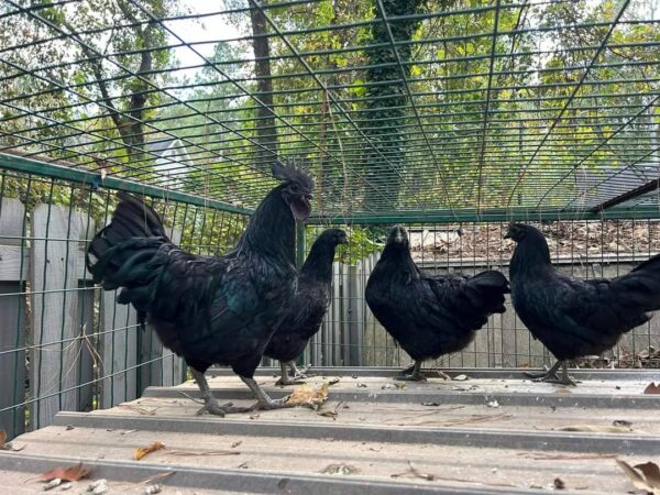 Ayam Cemani Chicken