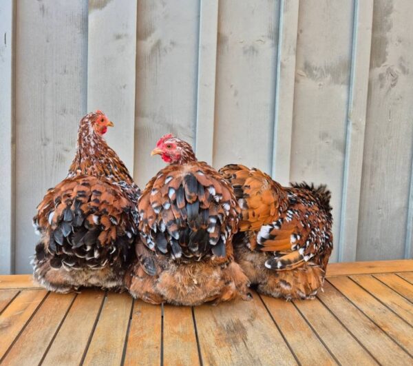Cochin Chicken