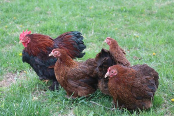 Cochin Chicken