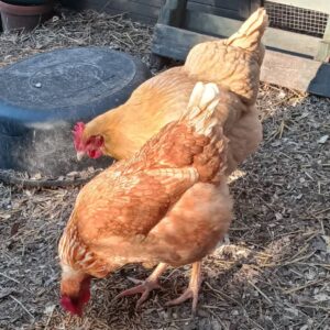 Golden Comet Chicken