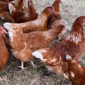 Red Sex Link Chicken