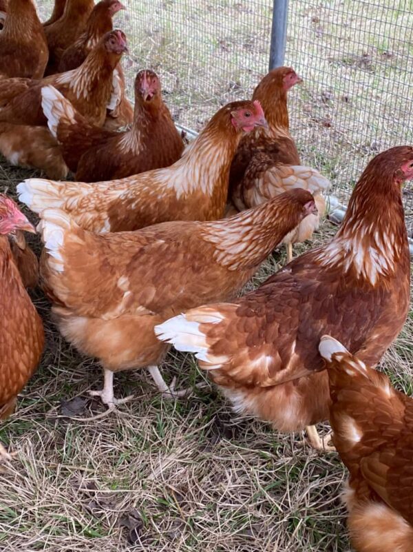 Red Sex Link Chicken