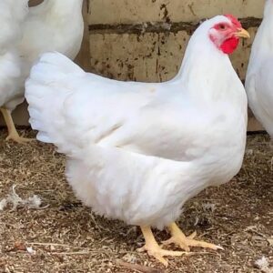 Rhode Island White Chicken