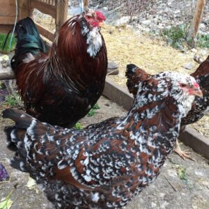 Russian Orloff Chicken