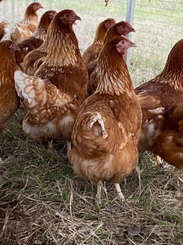 Red Sex Link Chicken