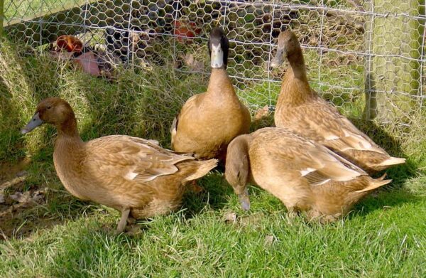 Khaki Campbell - Image 2