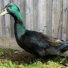 Cayuga Duck