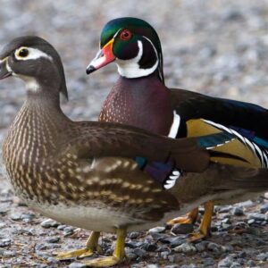 Wood Ducks